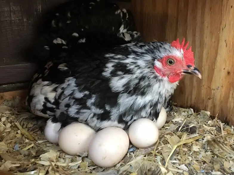 The downside of a Broody Hen