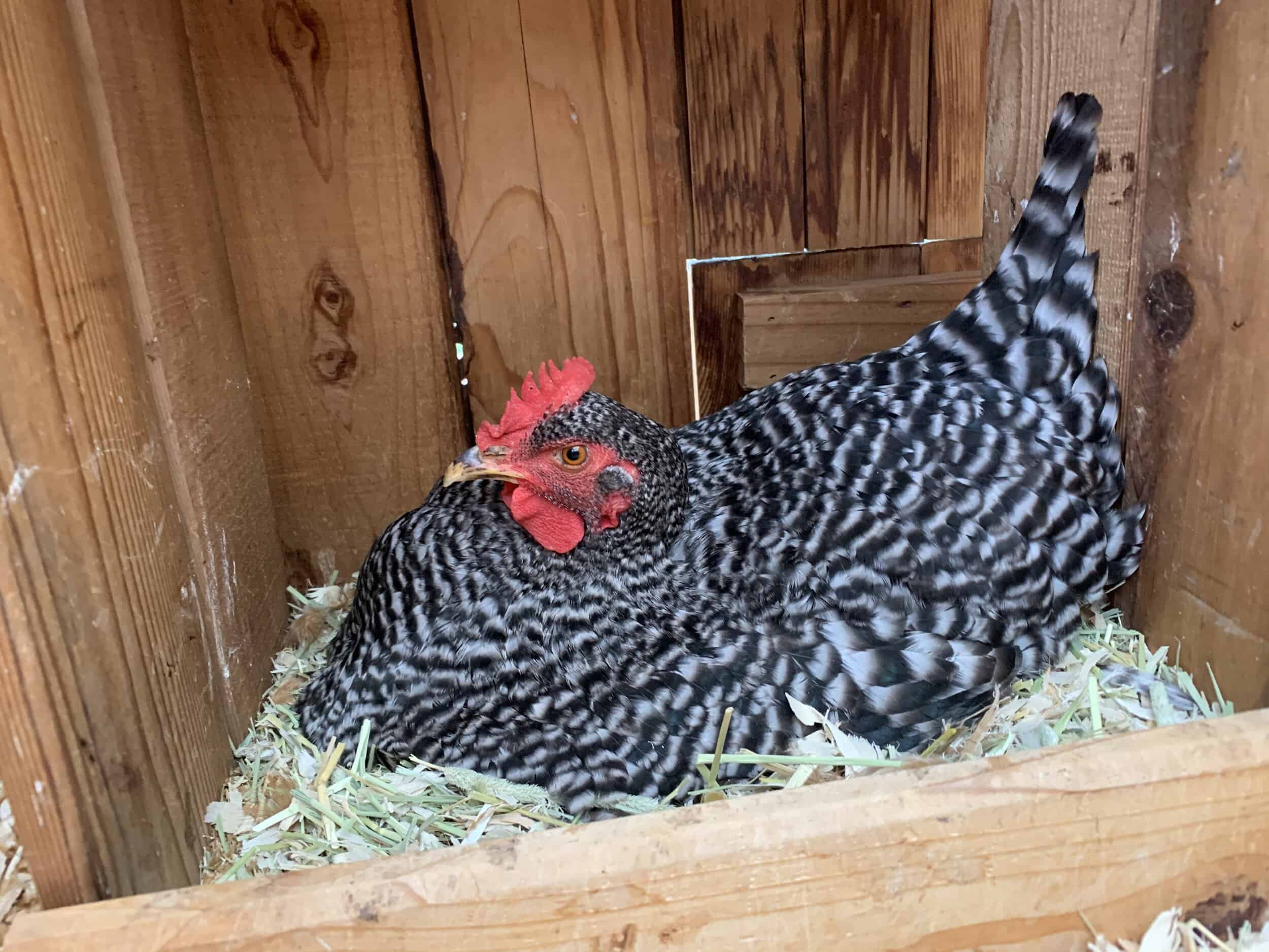 Will a Broody Hen Stop on Her Own?