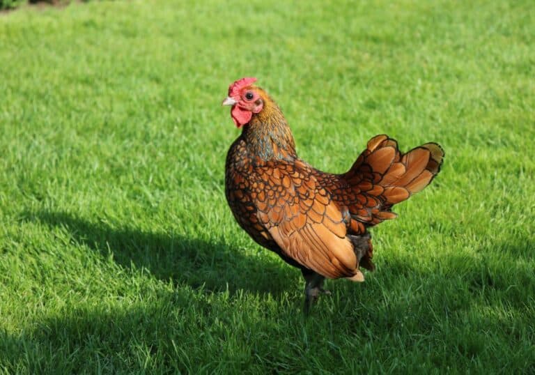 Sebright Chicken (Everything You Need To Know)