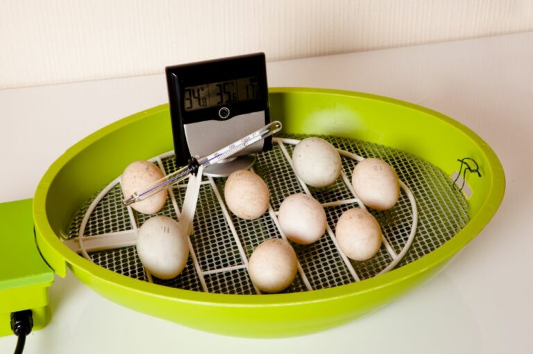 Chicken Incubator Temperature and Humidity for Eggs in Celsius