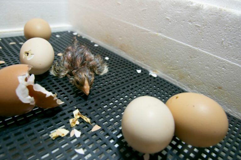 How To Hatch Chicken Eggs In an Chicken Incubator? (Temperature & humidity)